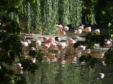 Gölette güzel pembe flamingolar