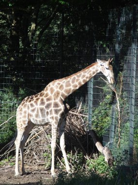 Benekli genç bir angola zürafası.