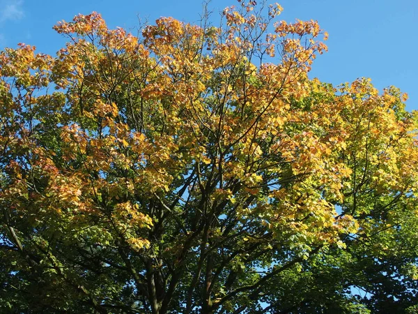 Λαμπερά Φθινοπωρινά Φύλλα Βελανιδιάς Γαλάζιο Ουρανό — Φωτογραφία Αρχείου