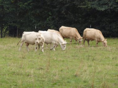 Almanya 'nın Mecklenburg-Batı Pomerania kentindeki Hohenzieritz Kalesi yakınlarında sığır sürüsü