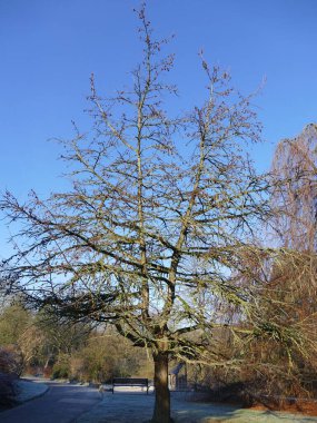 Rombergpark 'ta kışın çıplak ağaç, Dortmund, Kuzey Ren-Vestfalya, Almanya