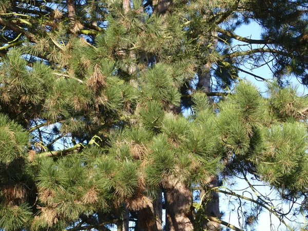 Close Pine Tree Rombergpark Dortmund North Rhine Westphalia Germany — Stock Photo, Image