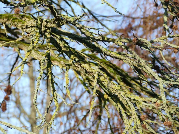 Rombergpark, Dortmund, Kuzey Ren-Vestfalya, Almanya 'da kışın çıplak bir dala yakın.
