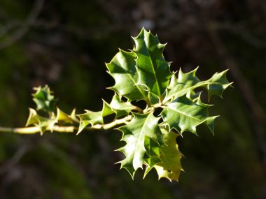 İlex yapraklarını koyu bir arkaplana yaklaştır