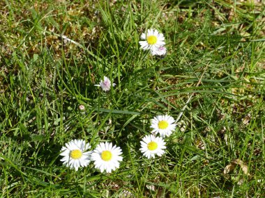 Çayırdaki güzel beyaz papatyalar
