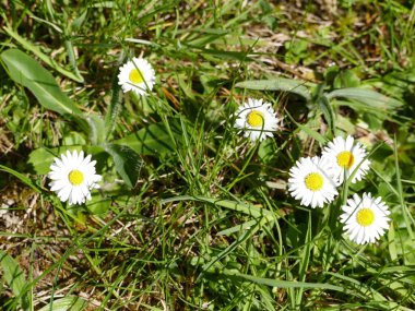 Çayırdaki güzel beyaz papatyalar