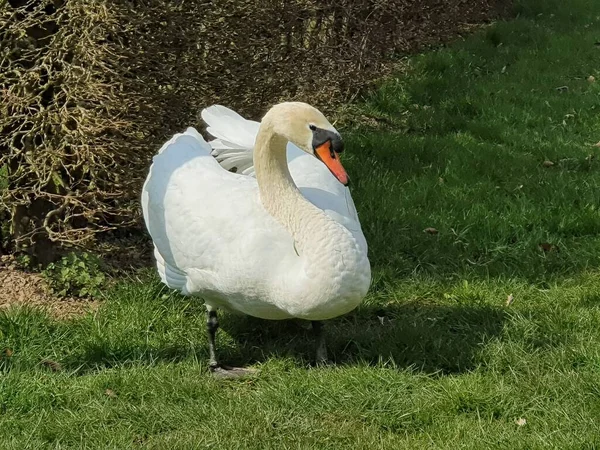 Schöner Höckerschwan Auf Einer Wiese — Stockfoto