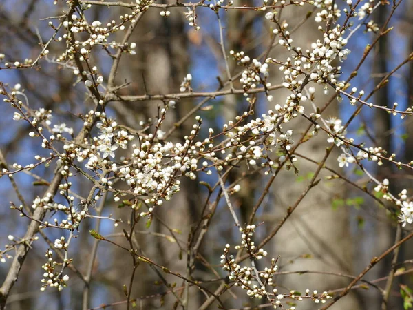Ładne Białe Pąki Kwiatowe Początku Wiosny — Zdjęcie stockowe