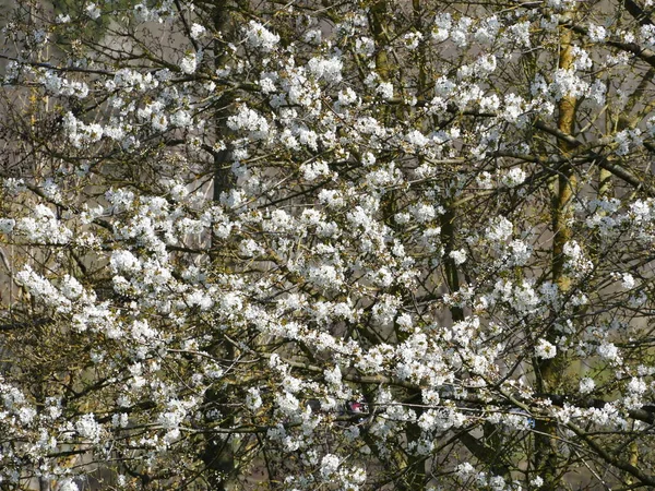 Ładne Białe Pąki Kwiatowe Początku Wiosny — Zdjęcie stockowe