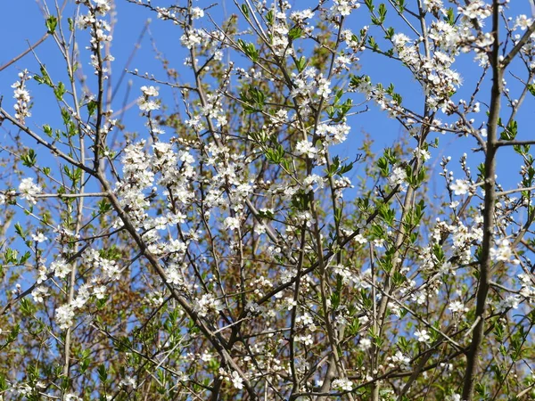 Красивый Белый Цветок Почки Начале Весны — стоковое фото