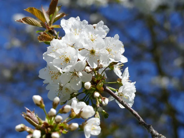 Ljusvita Chrerry Blommor Ang Blå Himmel — Stockfoto