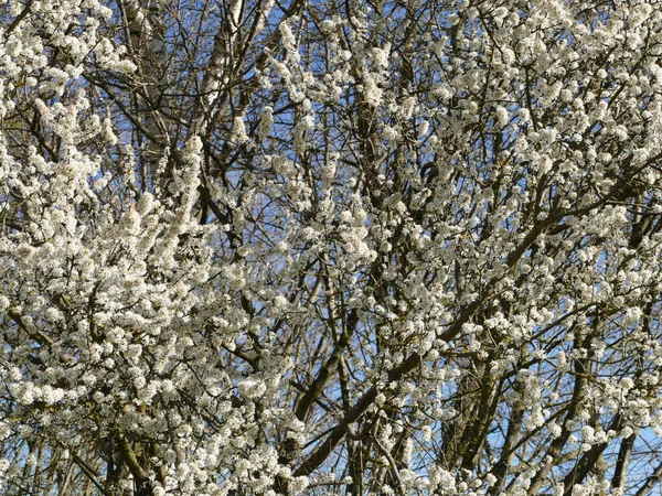Красивый Белый Цветок Почки Начале Весны — стоковое фото