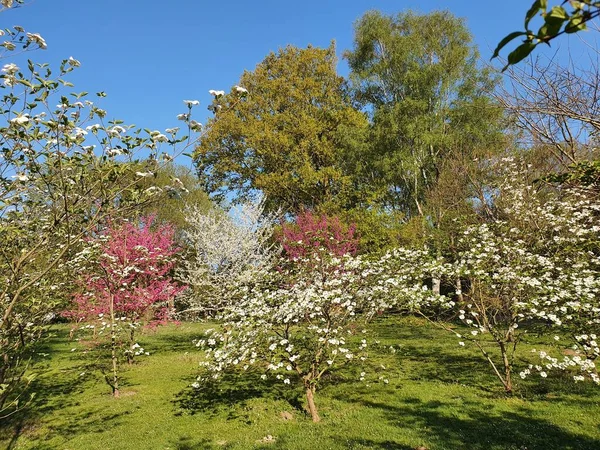 Bahar zamanı renkli ağaçlar, Rombergpark, Dortmund, Kuzey Ren-Vestfalya, Almanya