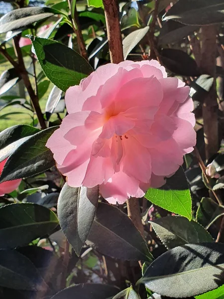 Una Hermosa Camelia Con Pétalos Rosados —  Fotos de Stock