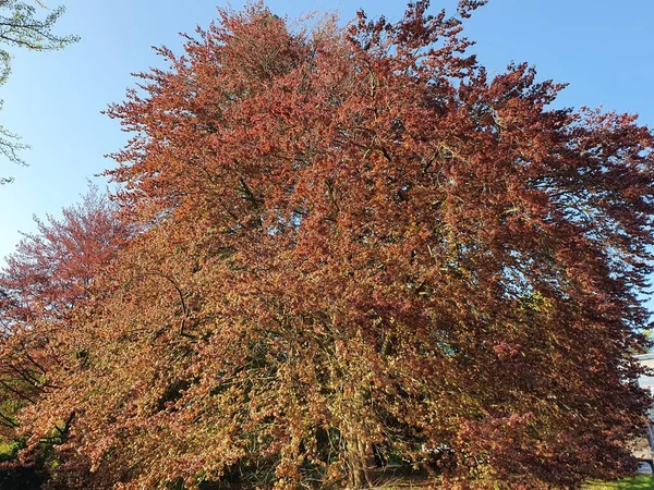 Όμορφη Οξιά Χαλκού Στο Rombergpark Dortmund Βόρεια Ρηνανία Βεστφαλία Γερμανία — Φωτογραφία Αρχείου