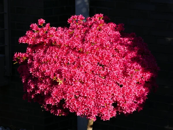 Piękne Jasnoczerwone Kwiaty Azalii — Zdjęcie stockowe