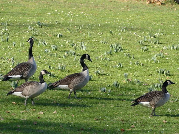 Kanadagänse Park Von Schloss Bodelschwingh Dortmund Nordrhein Westfalen — Stockfoto