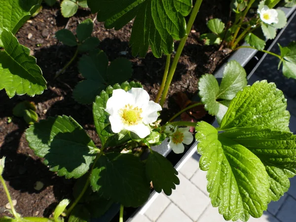 White Blooming Strawberry Raised Bed 图库图片