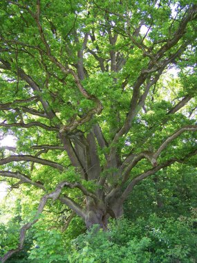 Bad Nauheim, Hesse, Almanya 'da bir parkta yaşlı bir meşe ağacı.