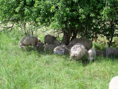 Bir ağacın gölgesinde huzurlu bir koyun