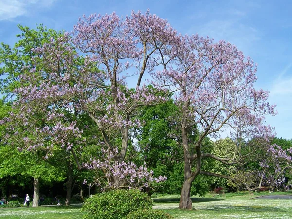 Piękne Egzotyczne Drzewo Palisander Parku Bad Nauheim Hesja Niemcy — Zdjęcie stockowe