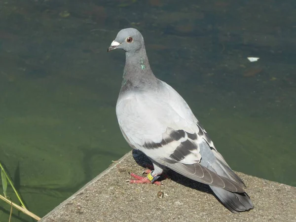 Deze Duif Vraagt Zich Misschien Hij Kan Zwemmen — Stockfoto