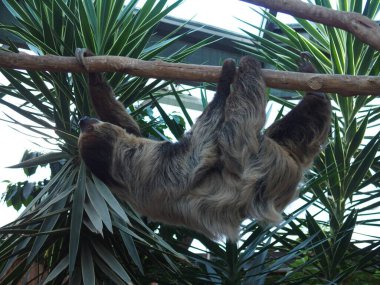 a lazybone in slow motion