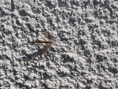 Crane flys are the biggest mosquitoes, but they cannot bite