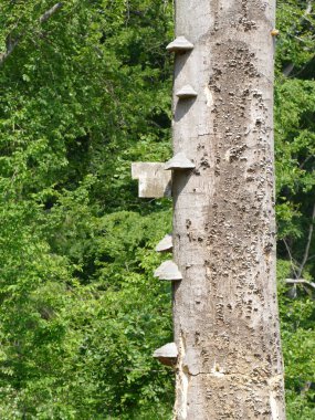 Ölü bir ağaç gövdesindeki mantarlar, Sauerland, Kuzey Ren-Vestfalya, Almanya