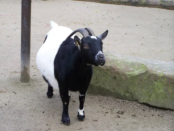 Goat Dortmund Zoo Germany — Fotografia de Stock