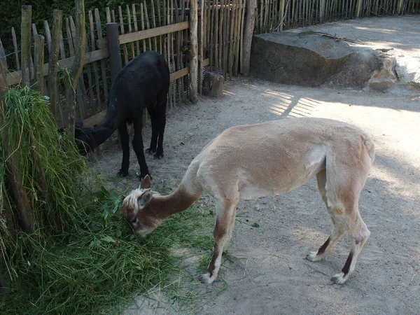 Domestic Alpacas Good Wool Suppliersthese Two Have Just Been Sheared — Stock fotografie