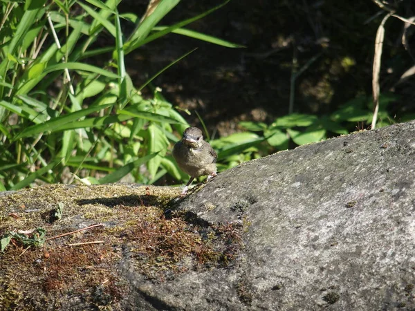 Young Sparrow Rock — стоковое фото