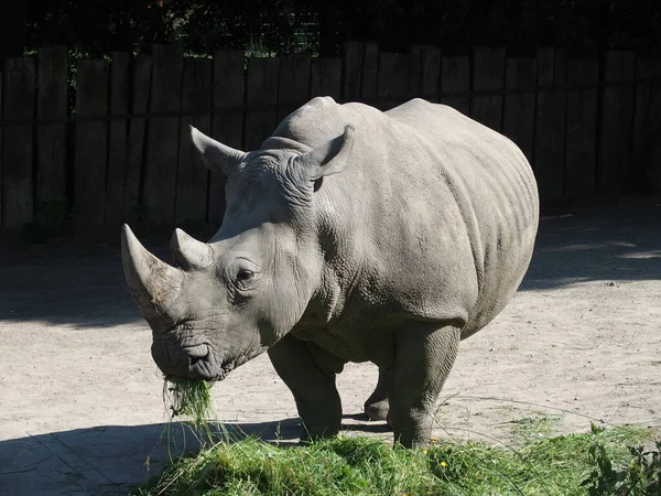 Portret Van Een Witte Neushoorn — Stockfoto