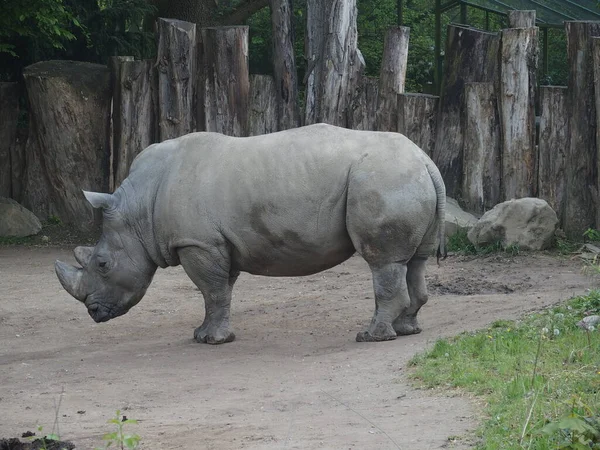 White Rhinos Endangered Species — Stockfoto