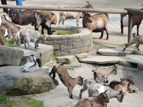 Goats Children Petting Zoo Foto Stock Royalty Free