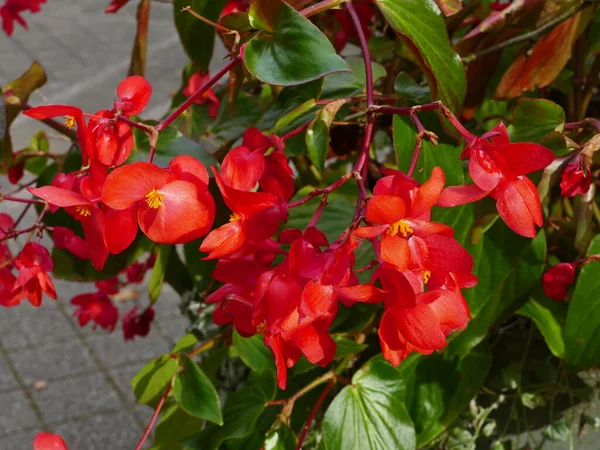 Κόκκινη Μπιγκόνια Ένα Δημοφιλές Φυτό Στο Σπίτι Και Τον Κήπο — Φωτογραφία Αρχείου