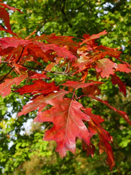 美しい オークの鮮やかな赤い秋の葉 — ストック写真