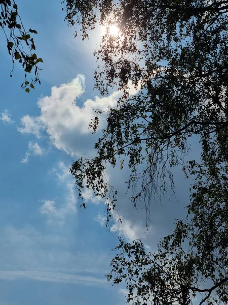 Güneş bir huş ağacının dallarının arasından parlıyor.