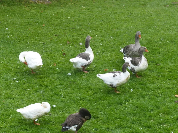 Plusieurs Oies Domestiques Dans Une Prairie — Photo