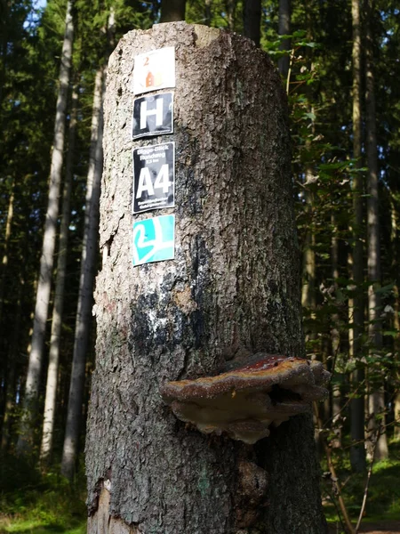 Waymarks Tree Fungus Tree Stump Sauerland North Rhine Westphalia Németország — Stock Fotó