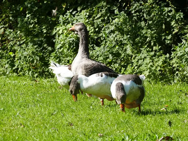 Several Domestic Geese Meadow — Stock Photo, Image