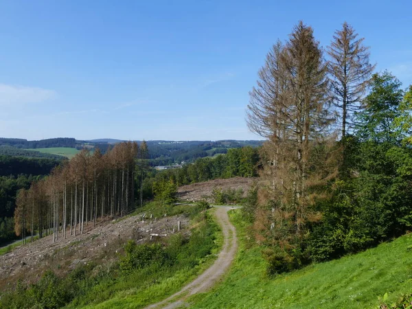 Bosque Sauerland Renania Del Norte Westfalia Alemania Que Muerto Debido —  Fotos de Stock