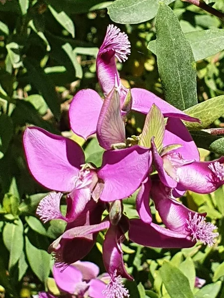 Close Beautiful Lilac Bougainvillea — стоковое фото