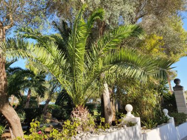 Parktaki genç kanarya palmiyesi