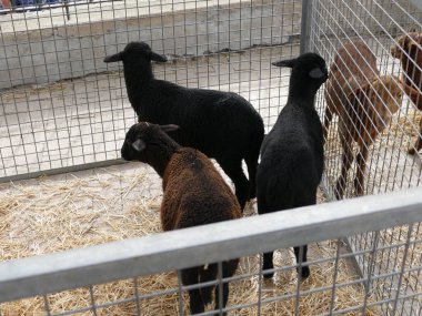 Sineu, Mallorca, İspanya 'da haftada yüz karası, çiftçi, çiftlik hayvanı, bit ve esnaf pazarı.