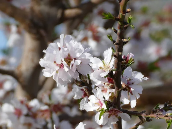 Прекрасный Ароматный Миндаль Цветет Весной Майорке Балеарские Острова Испания — стоковое фото