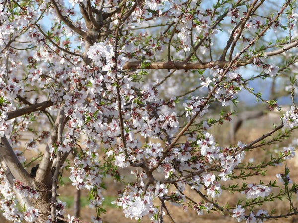 Прекрасный Ароматный Миндаль Цветет Весной Майорке Балеарские Острова Испания — стоковое фото