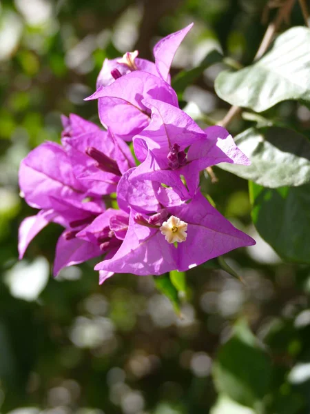 Close Beautiful Lilac Bougainvillea — стоковое фото