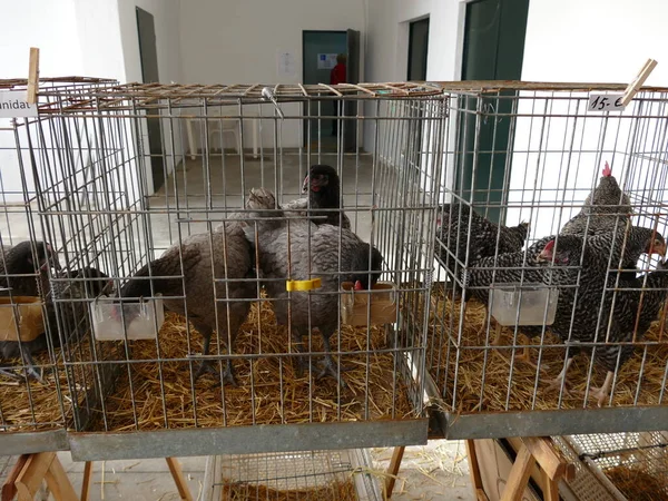 Différentes Races Poulet Hebdomadaire Agriculteur Bétail Puces Marché Artisanal Sineu — Photo