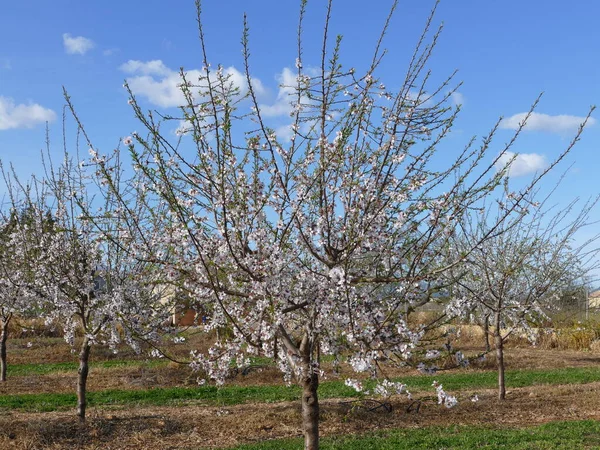 Mandelplantage Auf Mallorca Balearen Spanien — Stockfoto